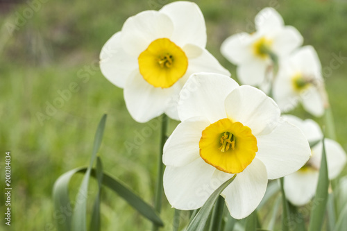Fototapeta Naklejka Na Ścianę i Meble -  White narcissus (Narcissus poeticus). Copy space