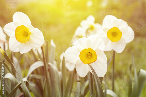 Fototapeta Naklejka Na Ścianę i Meble -  White narcissus (Narcissus poeticus). Copy space