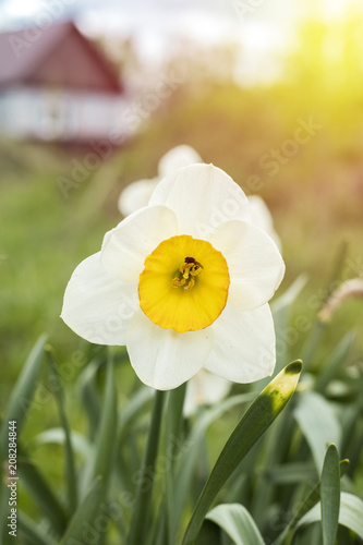 Fototapeta Naklejka Na Ścianę i Meble -  White narcissus (Narcissus poeticus). Copy space