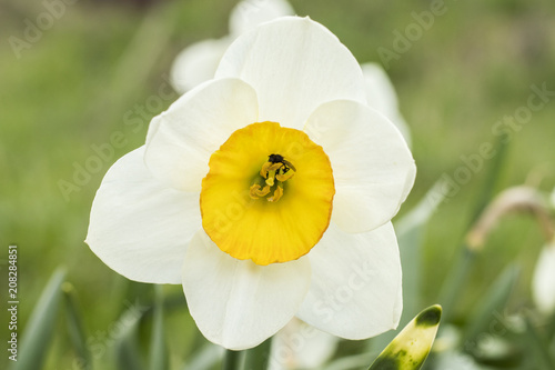 Fototapeta Naklejka Na Ścianę i Meble -   White narcissus (Narcissus poeticus)