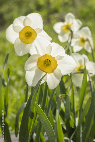 Fototapeta Naklejka Na Ścianę i Meble -  White narcissus (Narcissus poeticus). Copy space