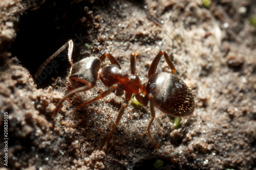 Ants near an anthil.