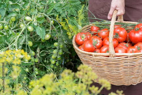 Woman caries tomatoes in a basket across vegetable garden; farming, gardening and agriculture concept