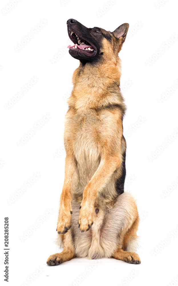 shepherd breed stands on its hind legs isolated shepherd breed stands on its hind legs isolated