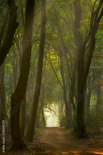 Fototapeta Naklejka Na Ścianę i Meble -  Nice light in the beautiful Speuldersbos in the Netherlands on a nice spring morning.
Speuldersbos is famous of it's dancing tree's.