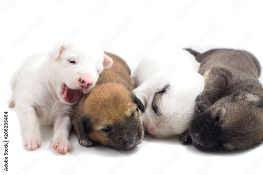 Puppies are cute Thai Bangkaew dogs 1 week. White background