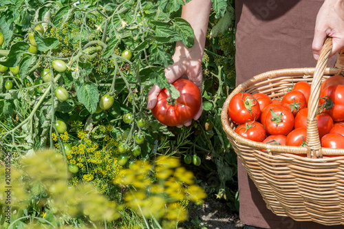 Woman caries tomatoes in a basket across vegetable garden; farming, gardening and  agriculture  concept