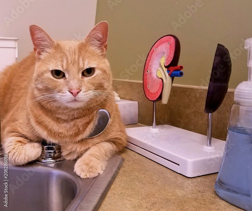 Large Tabby Cat Chilling Out at a Sink (Miraculously!) and Waiting for a Veterinary Appointment, While Next to a 3-D Kidney Diagram for Cat Anatomy   photo