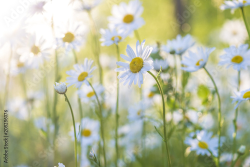 White daisies flowers on sunlight © stsvirkun