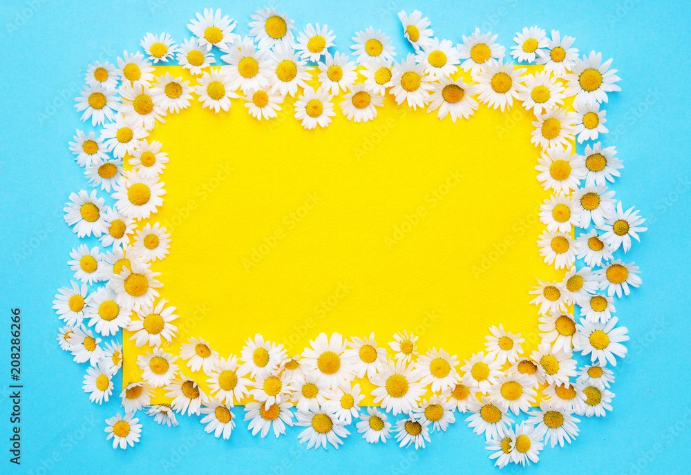 blue and yellow background with white daisies blue and yellow background with white daisies