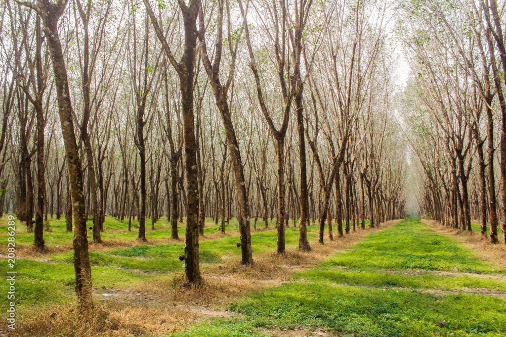 Obraz premium Forest green background Rubber plantation India rubber forest Island phuket, Thailand