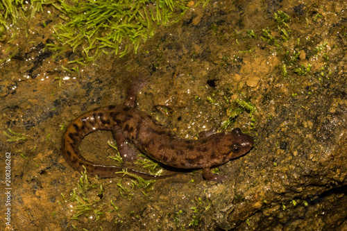 Seal Salamander (Desmognathus monticola)