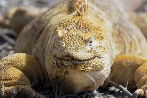 Galapagos land iguana (Conolophus subcristatus) portrait, Urvina Bay, Isabela, Galapagos, Ecuador  photo