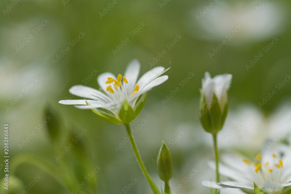 Wood stitchwort, little white flower with selective focus Wood stitchwort, little white flower with selective focus