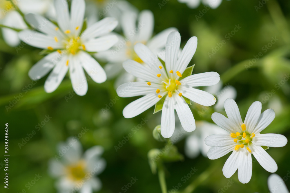Wood stitchwort, little white flower with selective focus Wood stitchwort, little white flower with selective focus