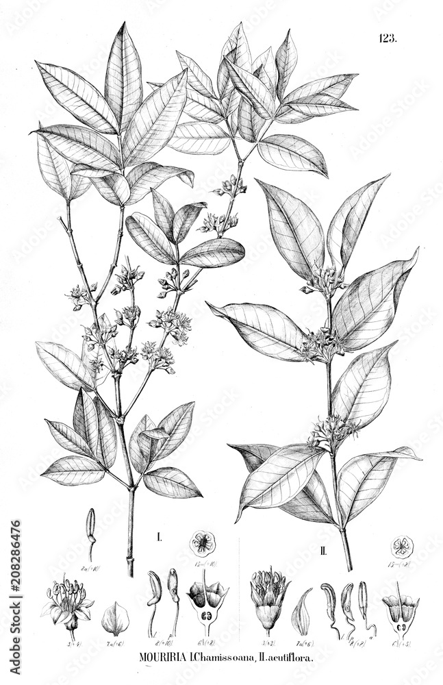 Illustration of plant Illustration of plant