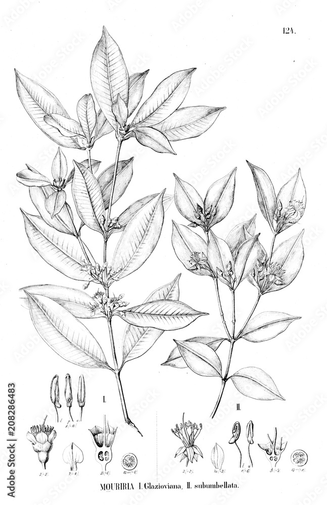 Illustration of plant Illustration of plant