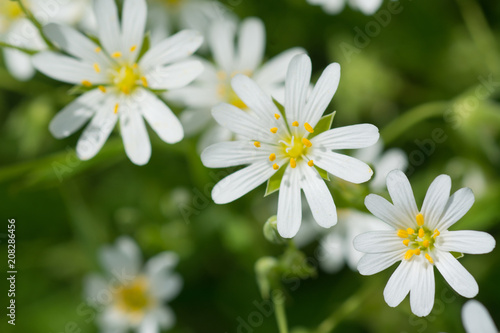 Wood stitchwort  little white flower with selective focus
