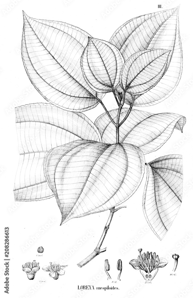 Illustration of plant Illustration of plant