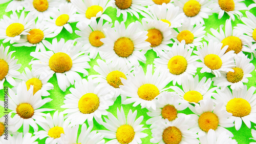 beautiful daisies on an green background