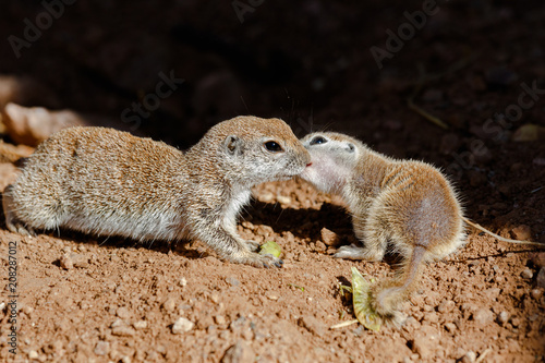 pair of Round-tailed ground squirrels (xerospemuphilus tereticaudus), Mother and baby, nuzzling each other in springtime. In Arizona's Sonoran desert.  photo