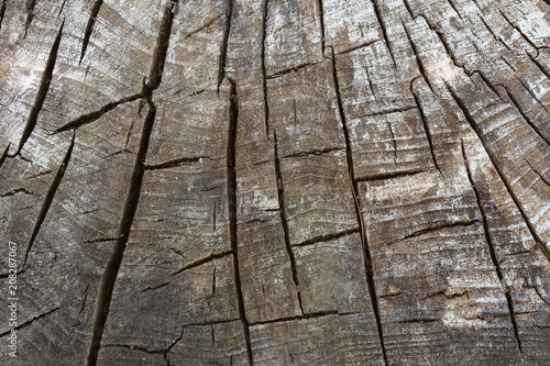 Wood background. Wood structure with deep cracks. Old poplar stump.