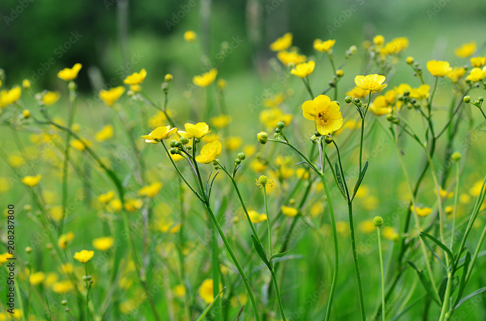 Yellow wildflowers on a green background. Yellow flower in grass. Green meadow.. Yellow on green background. Yellow wildflowers on a green background. Yellow flower in grass. Green meadow.. Yellow on green background.