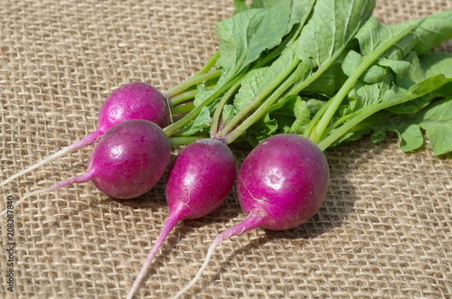 Purple radish on burlap close-up