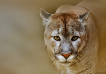 Crédence de cuisine Puma Cougar fixant l'objectif intensément  © Mari_art