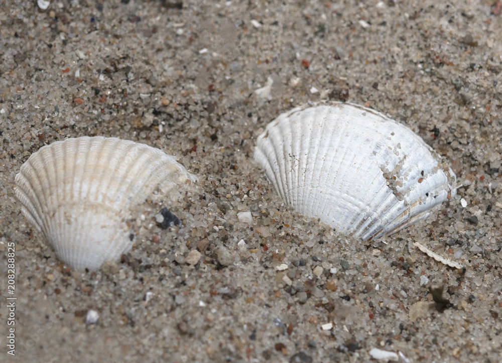 Muscheln am Sandstrand Muscheln am Sandstrand