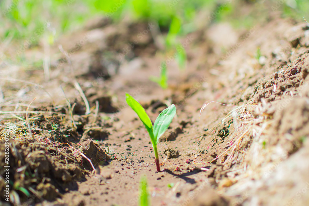 corn sprouts field corn sprouts field