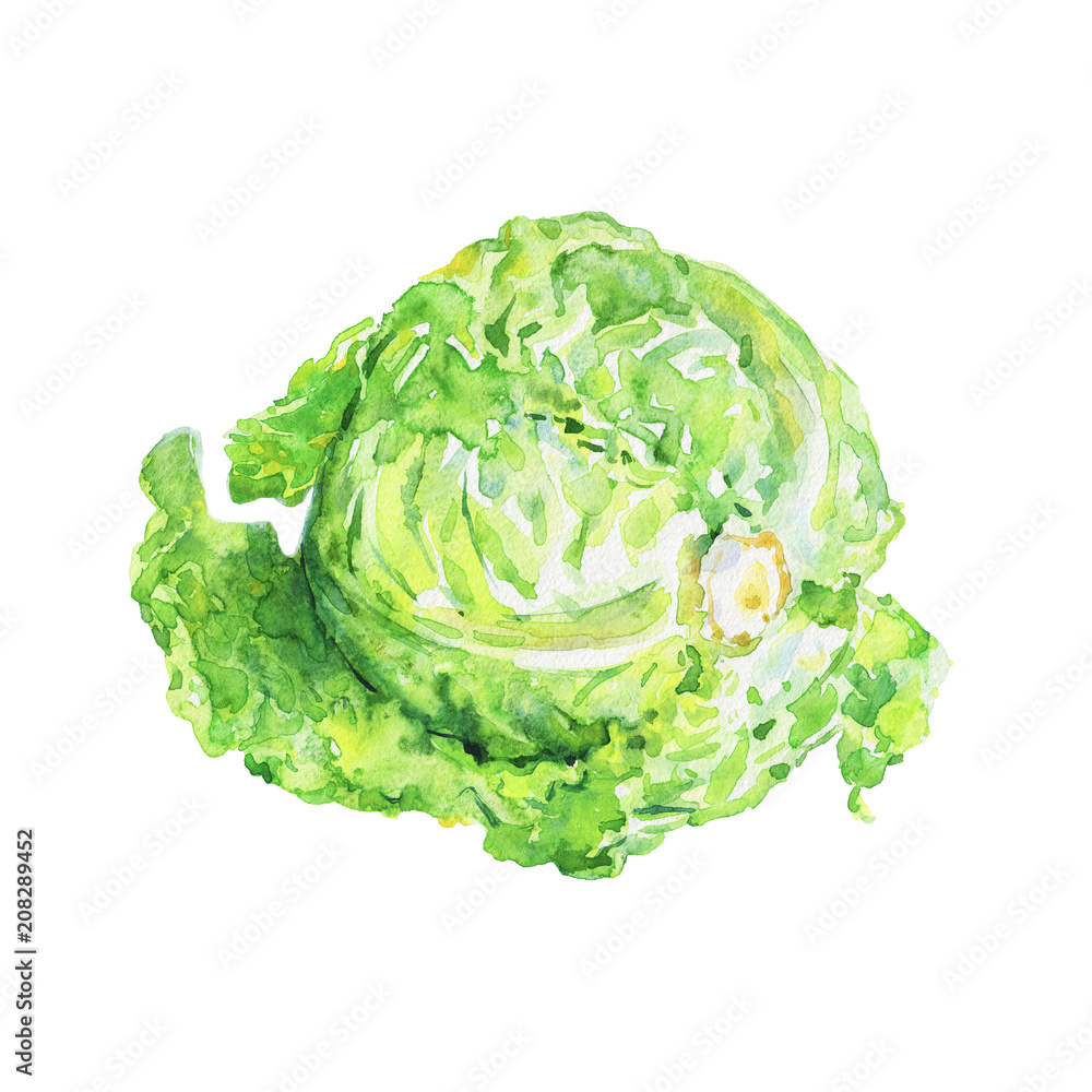 Fototapeta premium Watercolor painting green cabbage on white background. Painting cole, cauliflower. Hand drawn vegetable illustration