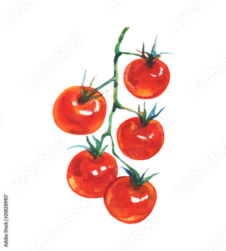 Watercolor tomato on white background. Hand drawn vegetable illustration. Painting branch of cherry tomatoes