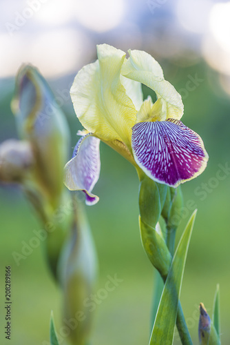 Fototapeta Naklejka Na Ścianę i Meble -  Iris blooming in the garden, vertical picture