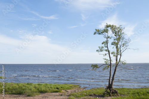 Lonely tree on the bank of the sea