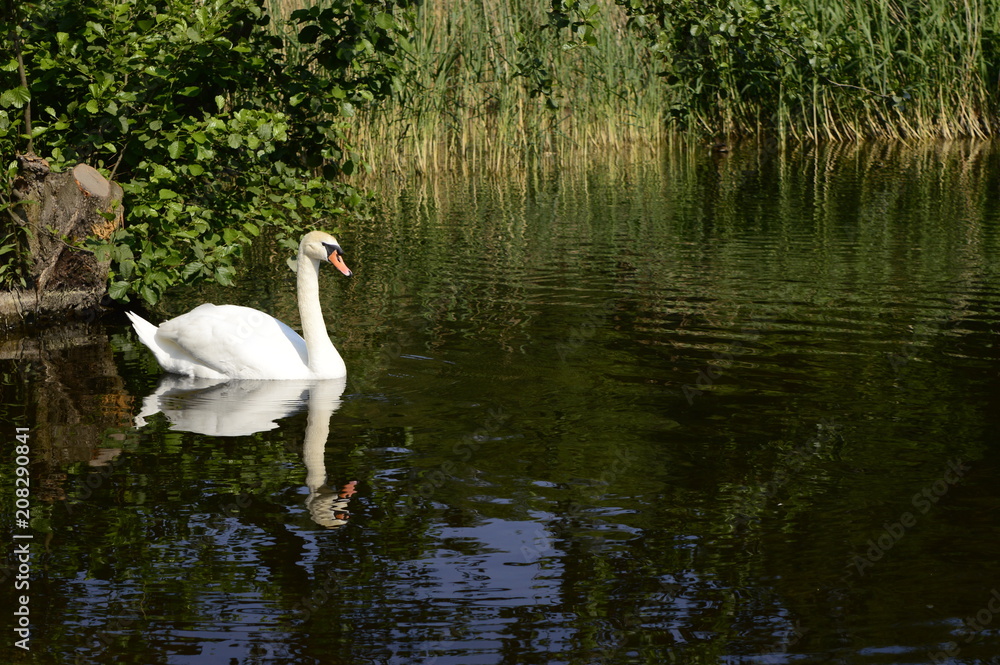 White majestic swan swims with grace on lake White majestic swan swims with grace on lake