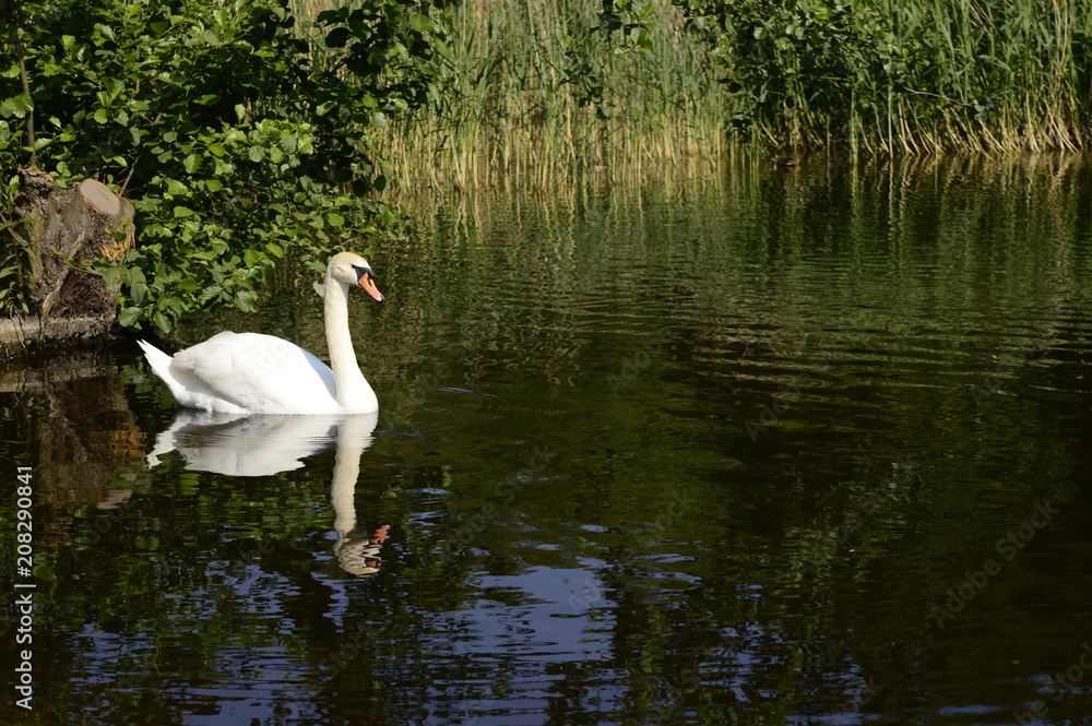 White majestic swan swims with grace on lake