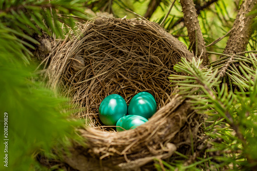 Robin's Eggs