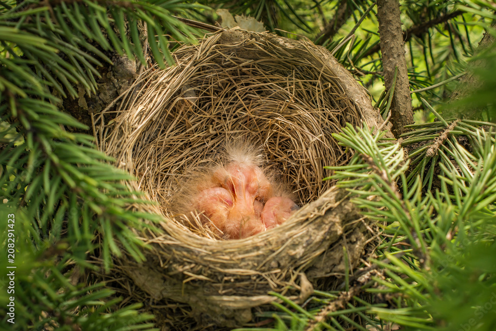 Baby Robins Baby Robins