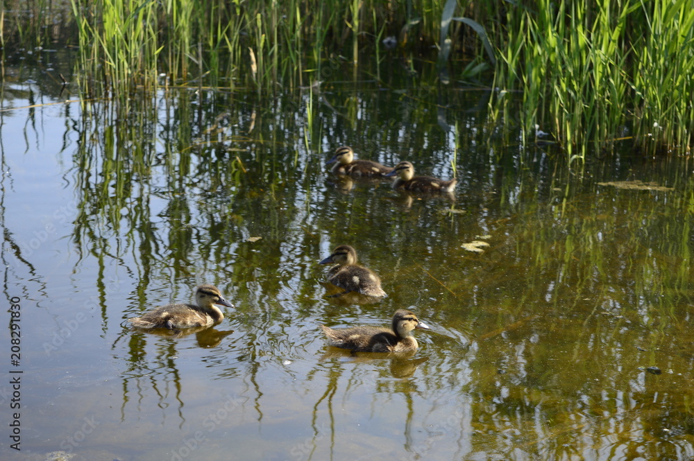 Mallard duck mother with young ducklings on lake Mallard duck mother with young ducklings on lake