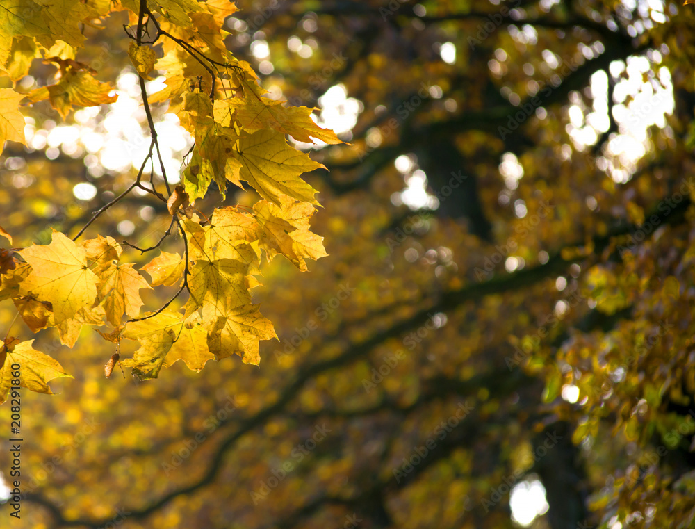 Yellow maple leaves on a dark blurred background Yellow maple leaves on a dark blurred background
