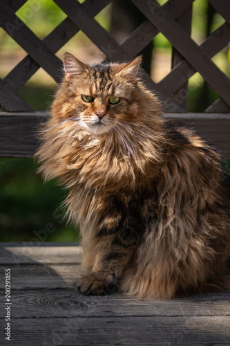 Moose, the Maine Coon cat, sits on his deck enjoying a sunny summer day