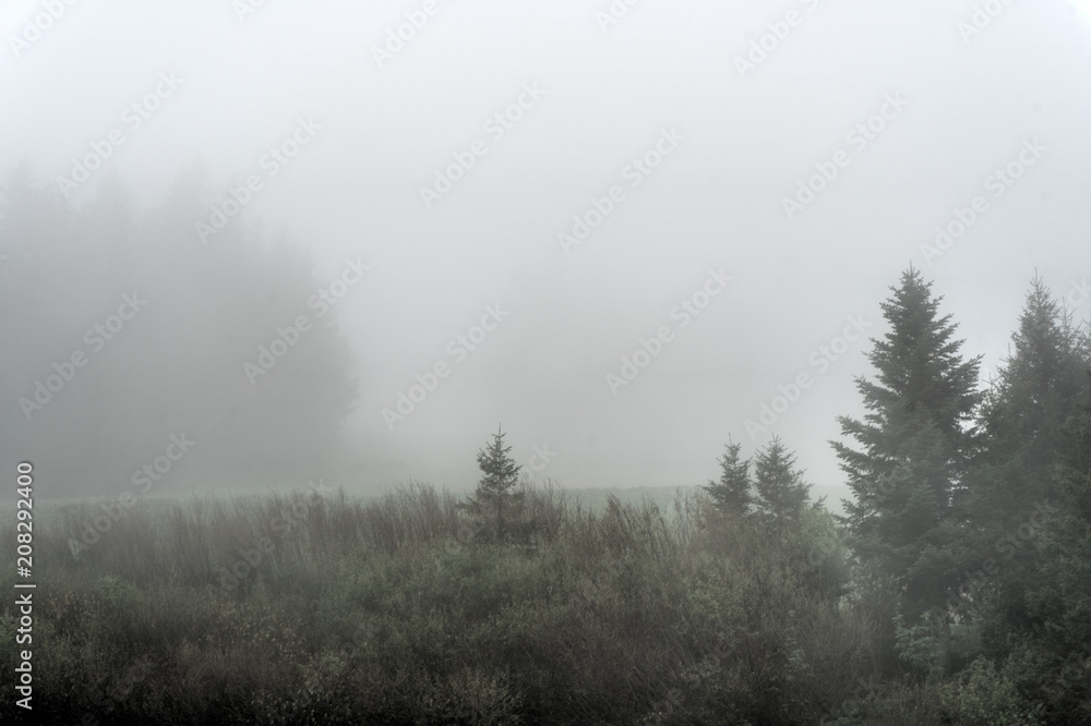 trees and forest in the fog and mist in the hills of Switzerland