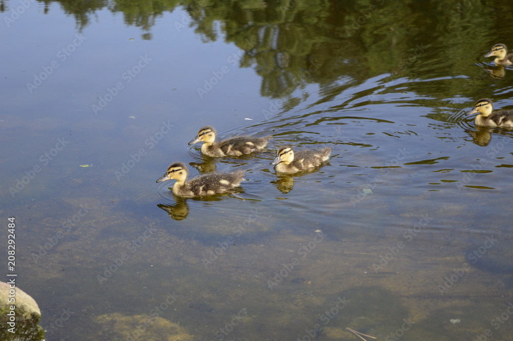 Fototapeta premium Mallard duck mother with young ducklings on lake