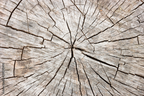 wood texture stump. cross section