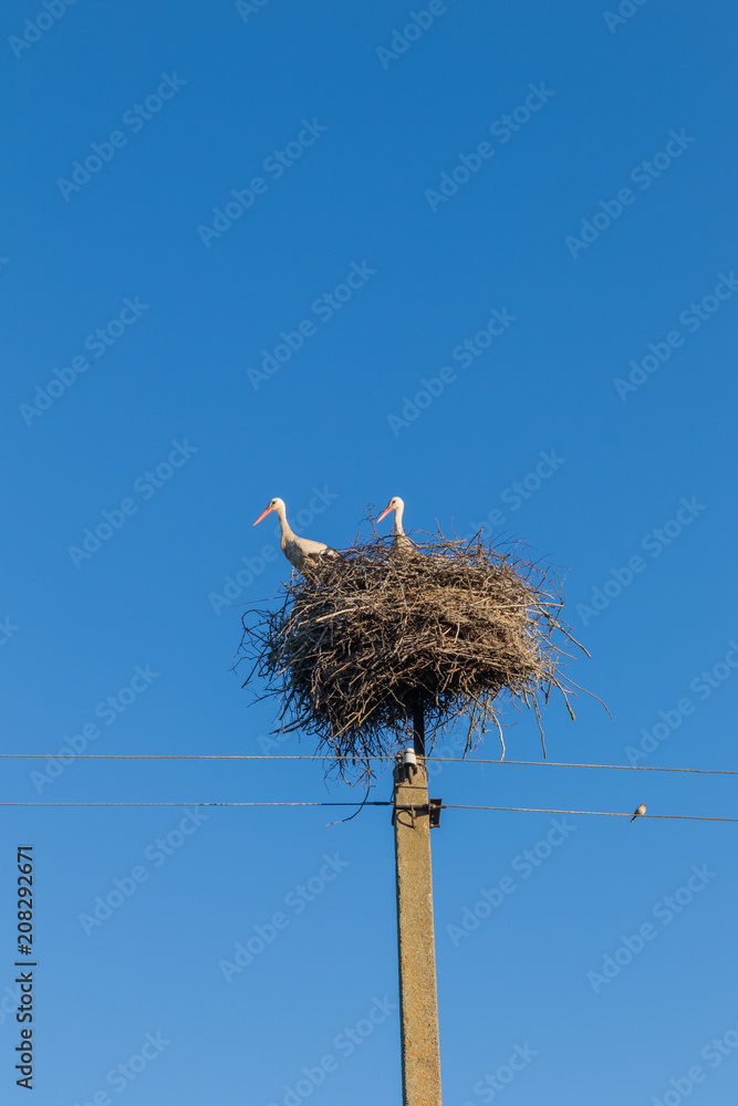 Fototapeta premium Two white storks in nest on electric pole against a blue sky