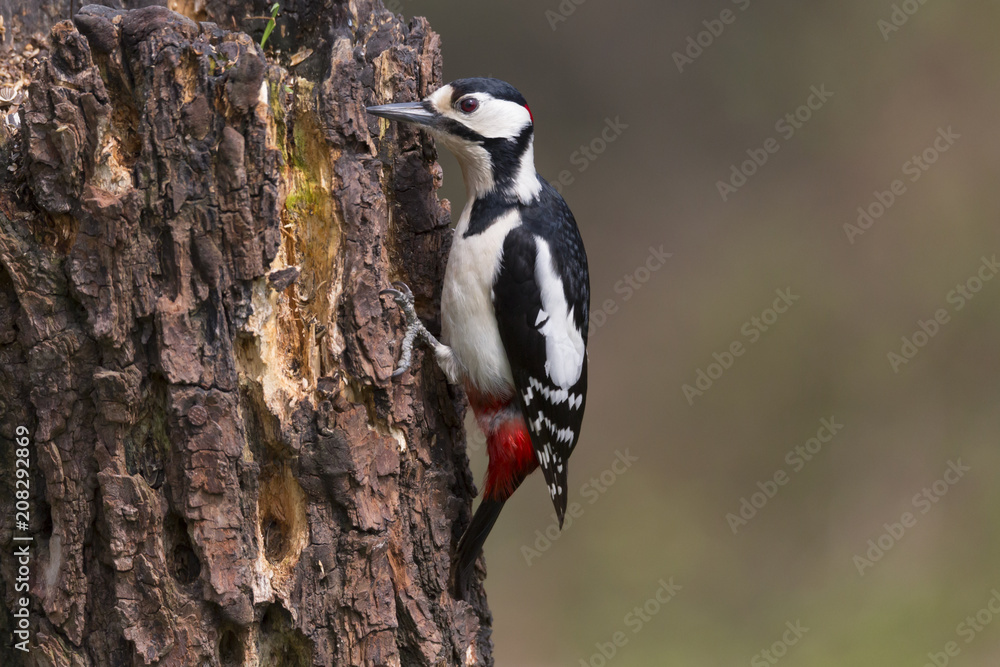 Picchio rosso maggiore maschio (Dendrocopos major) Picchio rosso maggiore maschio (Dendrocopos major)