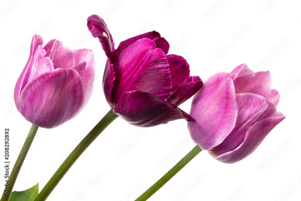 Tulip flowers isolated on a white background Tulip flowers isolated on a white background