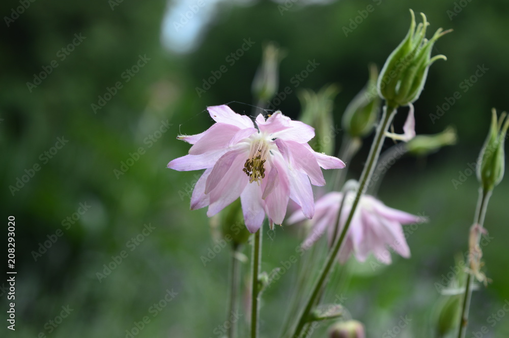 Aquilegia vulgaris - ligh pink early summer flower Aquilegia vulgaris - ligh pink early summer flower