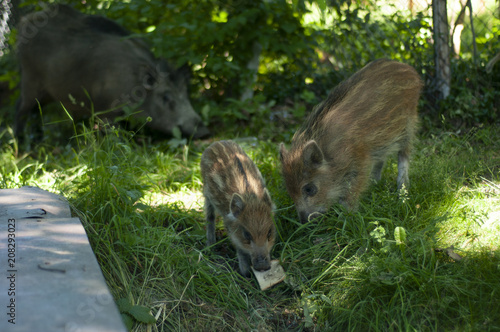 dzikie świnie photo